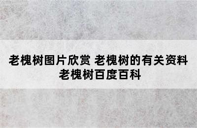 老槐树图片欣赏 老槐树的有关资料 老槐树百度百科